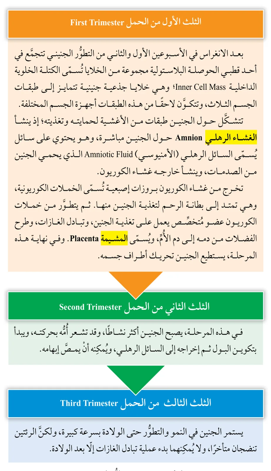 الشكل (21): مراحل تطوُّر الجنين.