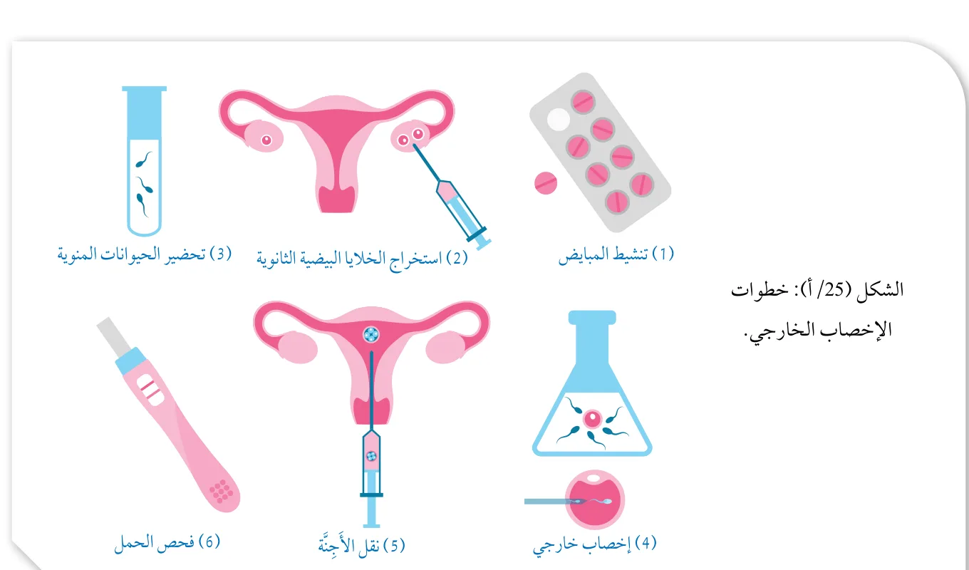 الشكل (25/أ): خطوات الإخصاب الخارجي.