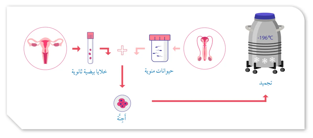 الشكل (26): تجميد الأجنَّة.