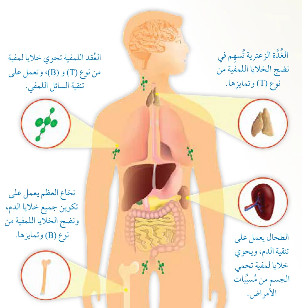 الشكل (1)