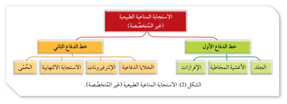 الشكل (2)