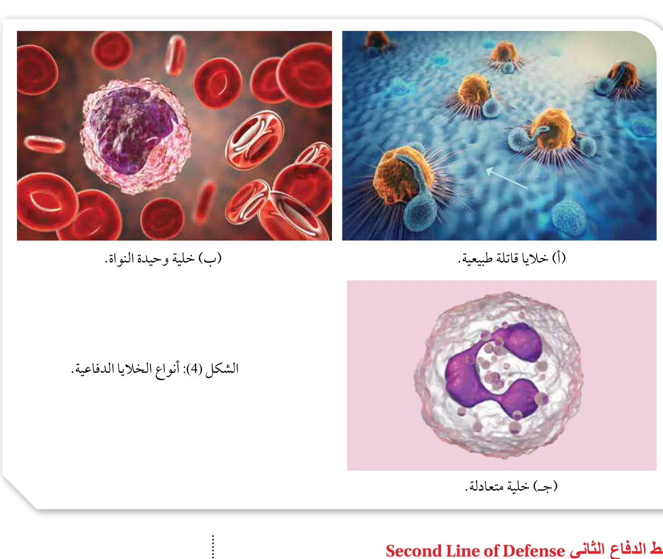 الشكل (4): أنواع الخلايا الدفاعية.