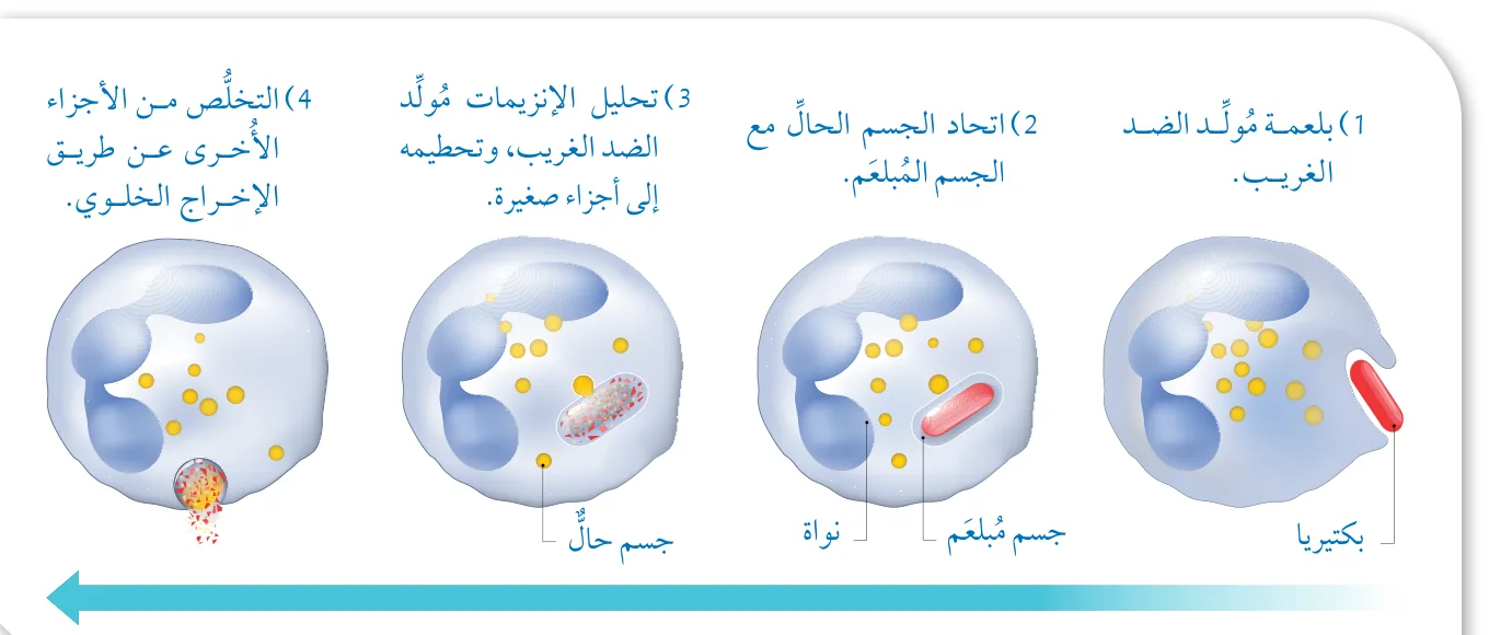 الشكل (5): عملية البلعمة.