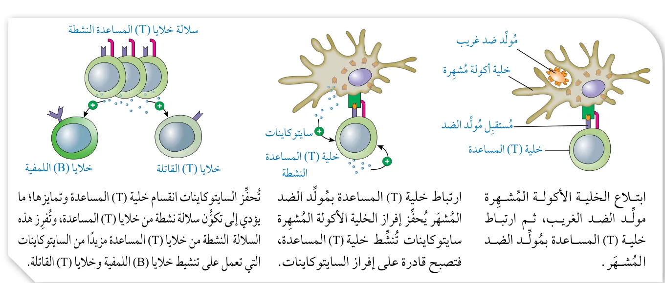 الشكل (7): آلية عمل خلايا (T) المساعدة.