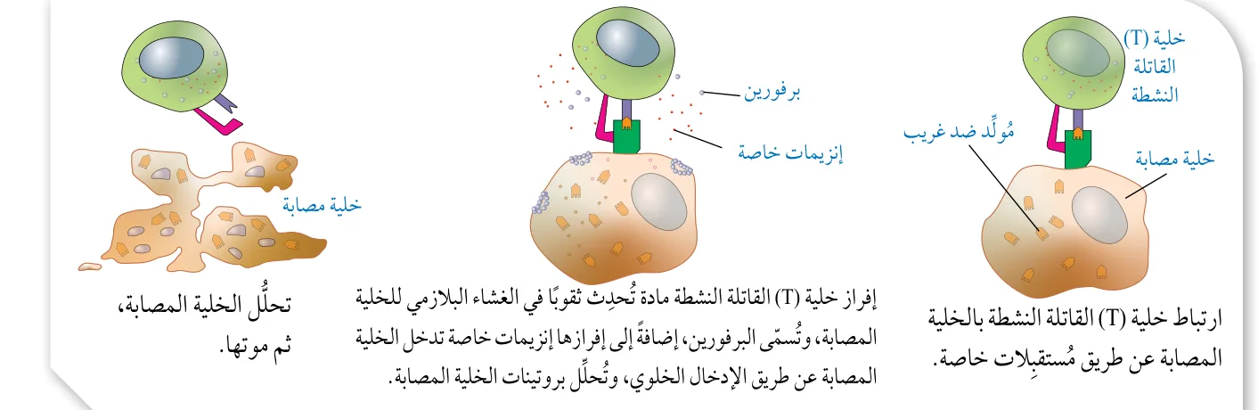 الشكل (8): آلية عمل خلايا (T) القاتلة.