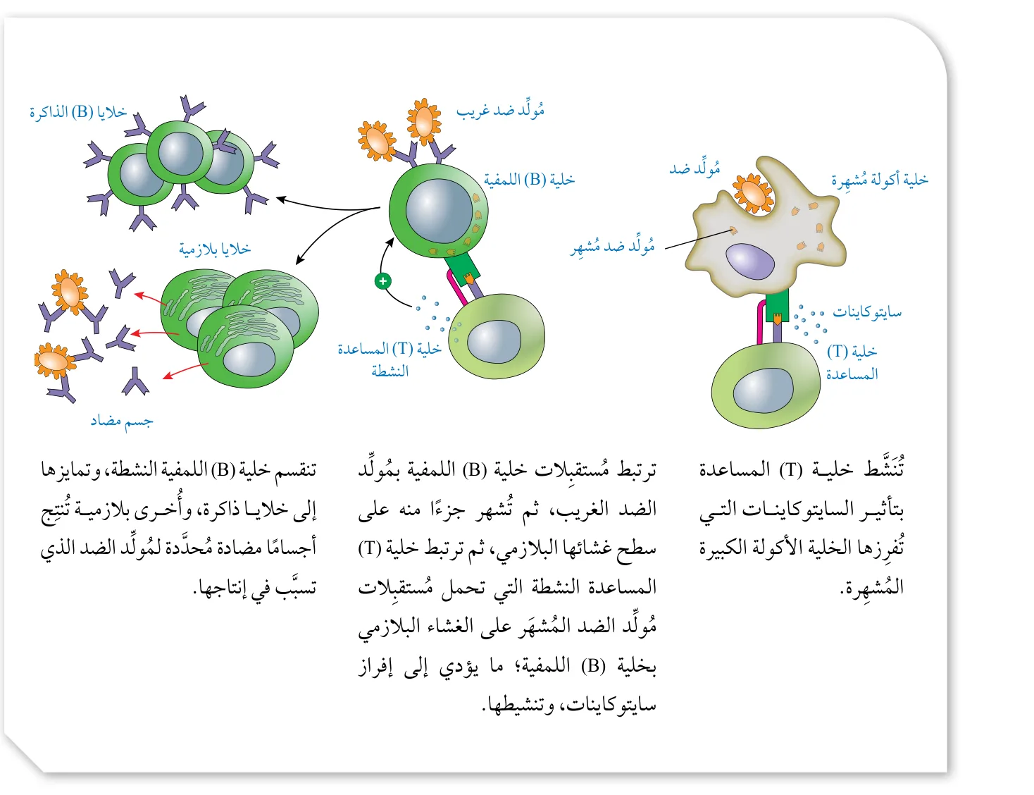 الشكل (9): آلية عمل خلايا (B) اللمفية.