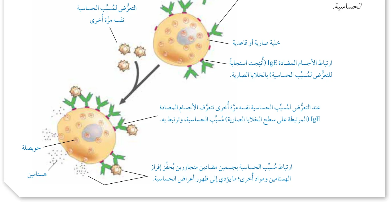الشكل (11): تفاعل الحساسية.