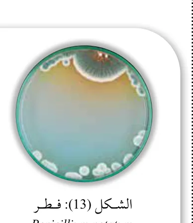 الشكل (13): فطر Penicillium notatum الذي ينمو على الآجار.