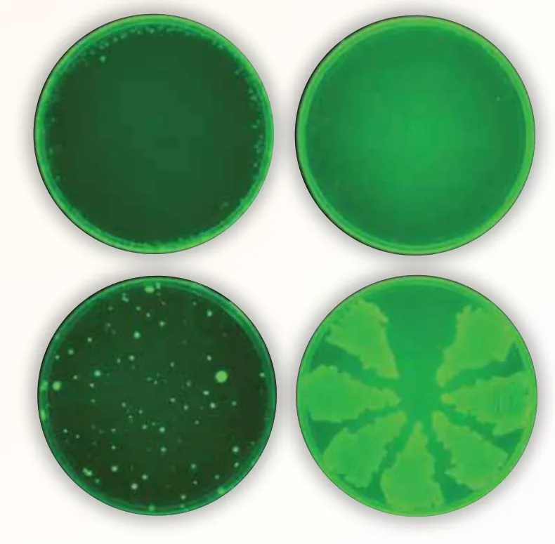 الصف العلوي: الهاليسين (Halicin)، الصف السفلي: السيبروفلوكساسين (Ciprofloxacin)