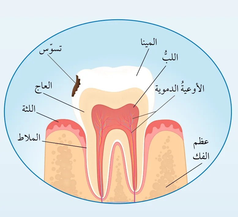 تركيب السن: المينا، اللب، الأوعية الدموية، العاج، اللثة، الملاط، عظم الفك، تسوس