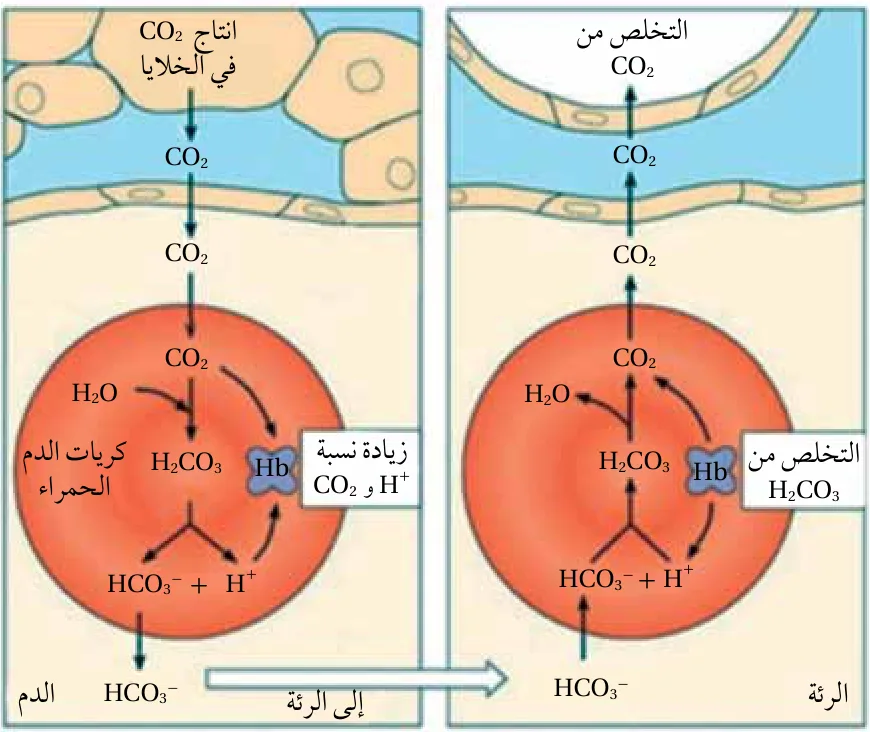 المحلول المنظم في الدم: انتقال CO2 وH2CO3 وHCO3- بين الخلايا والدم والرئة