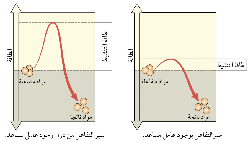 الشكل (23): أثر العامل المساعد في طاقة التنشيط وسير التفاعل.