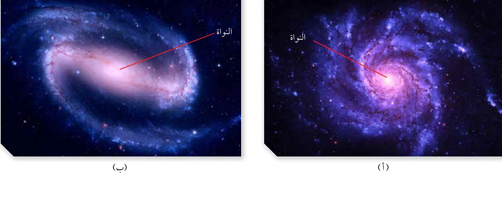 الشكل (7): أ. مجرة حلزونية كروية النواة. ب. مجرة حلزونية خطّية النواة.