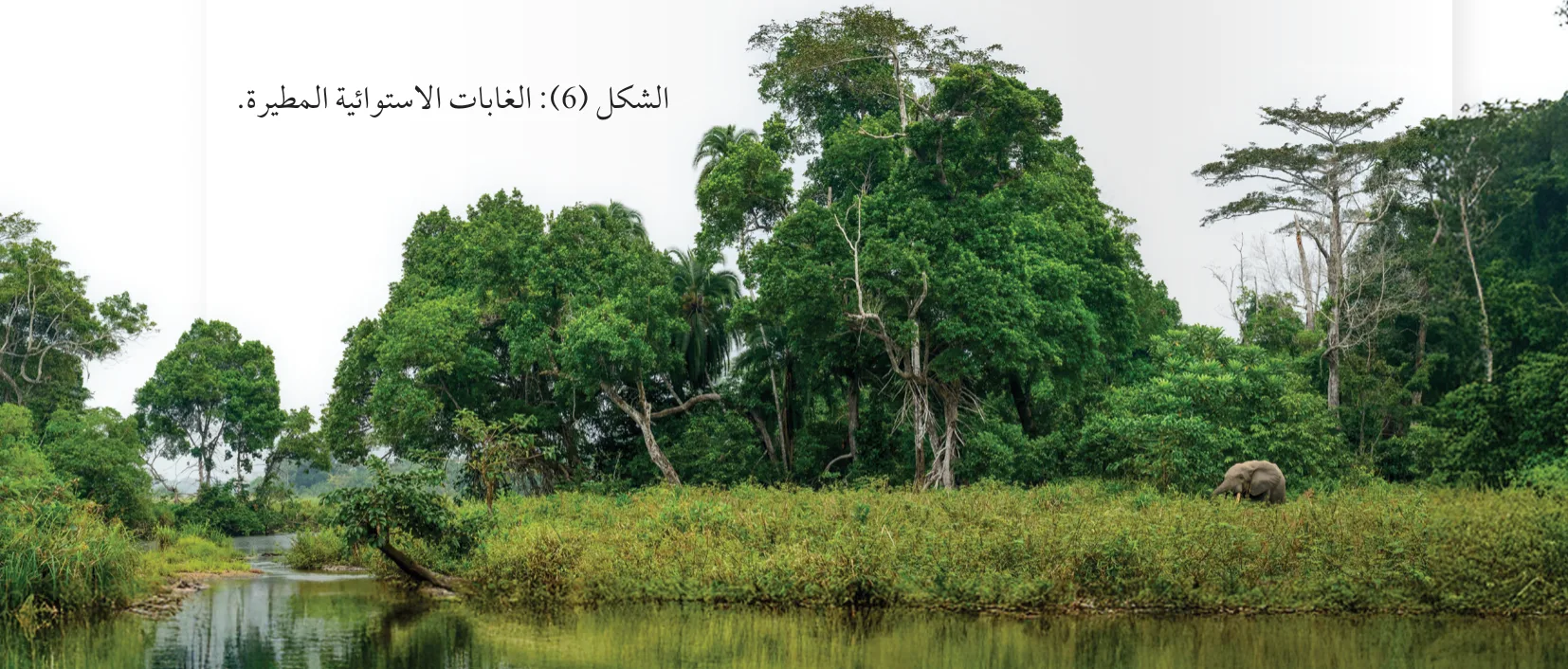 الشكل (6): الغابات الاستوائية المطيرة