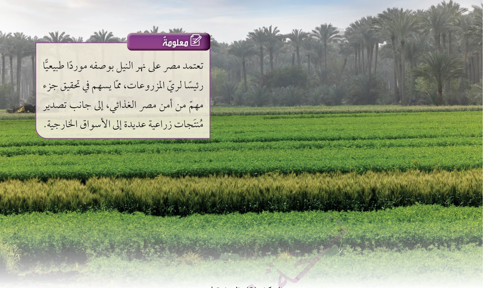 الشكل (2): الزراعة في مصر.
