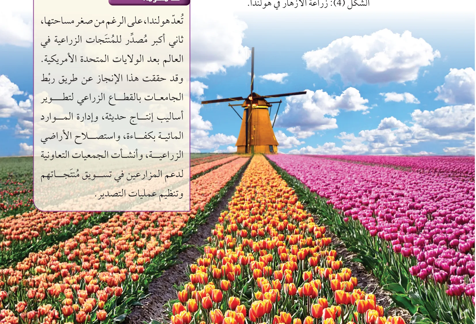 الشكل (4): زراعة الأزهار في هولندا.