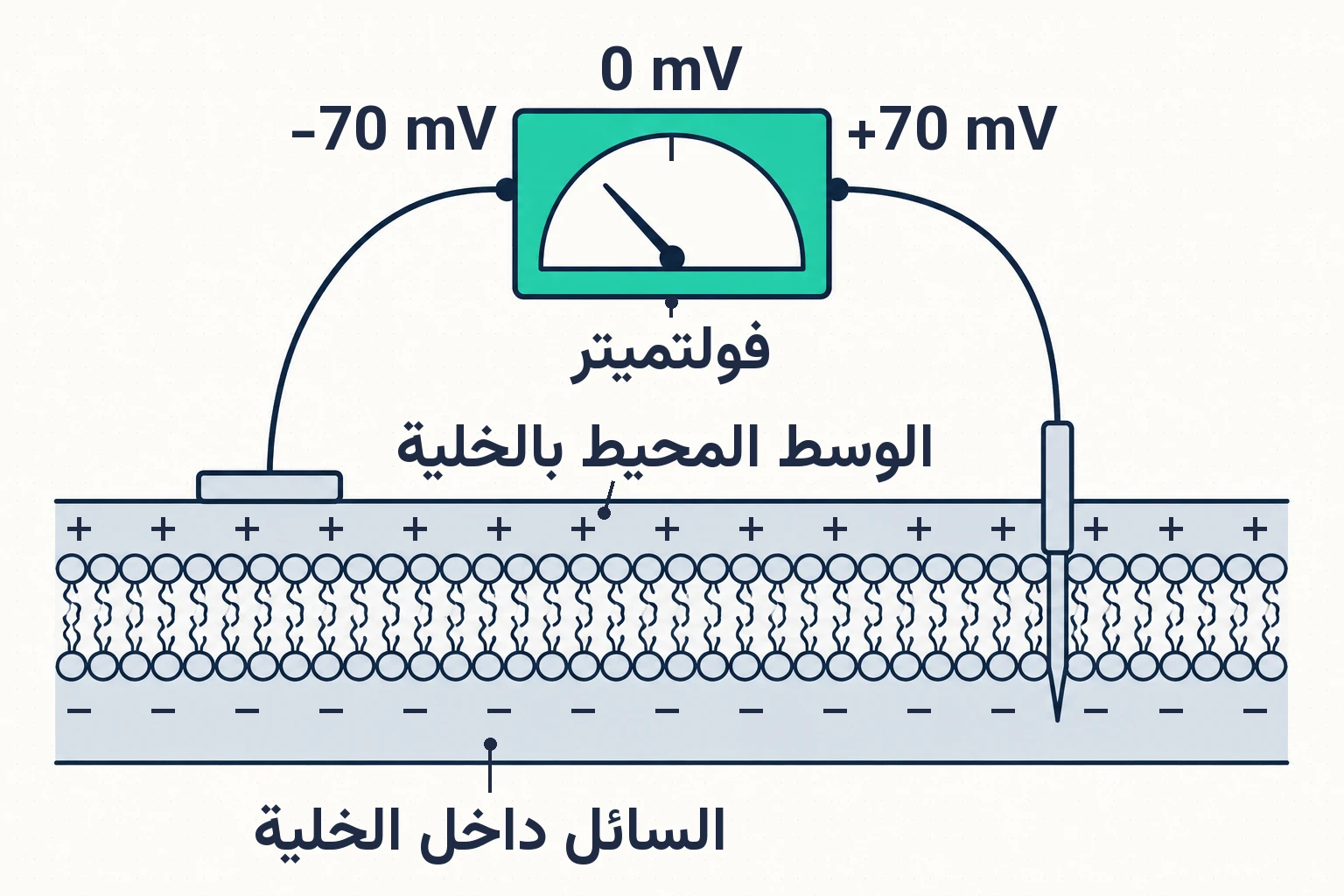 فرق الجهد الكهربائي بين داخل الخلية وخارجها.