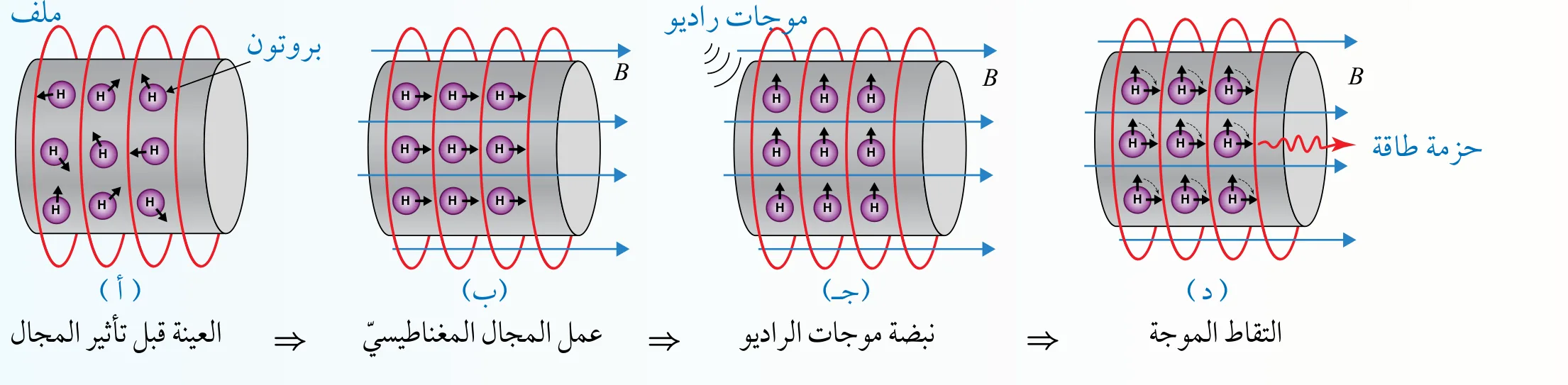 خطوات عمل الجهاز: (أ) العيّنة قبل تأثير المجال، (ب) عمل المجال المغناطيسيّ، (جـ) نبضة موجات الراديو، (د) التقاط الموجة.