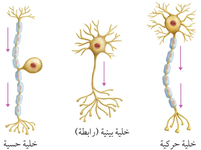 أنواع الخلايا العصبية