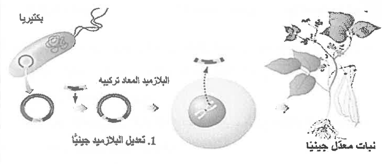 شكل السؤال ٤٣