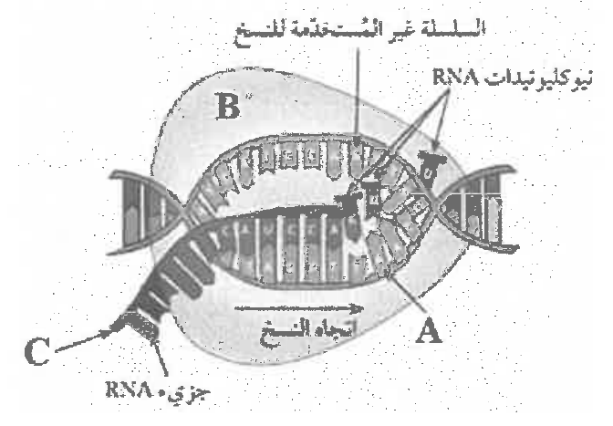 شكل السؤال ٢٥
