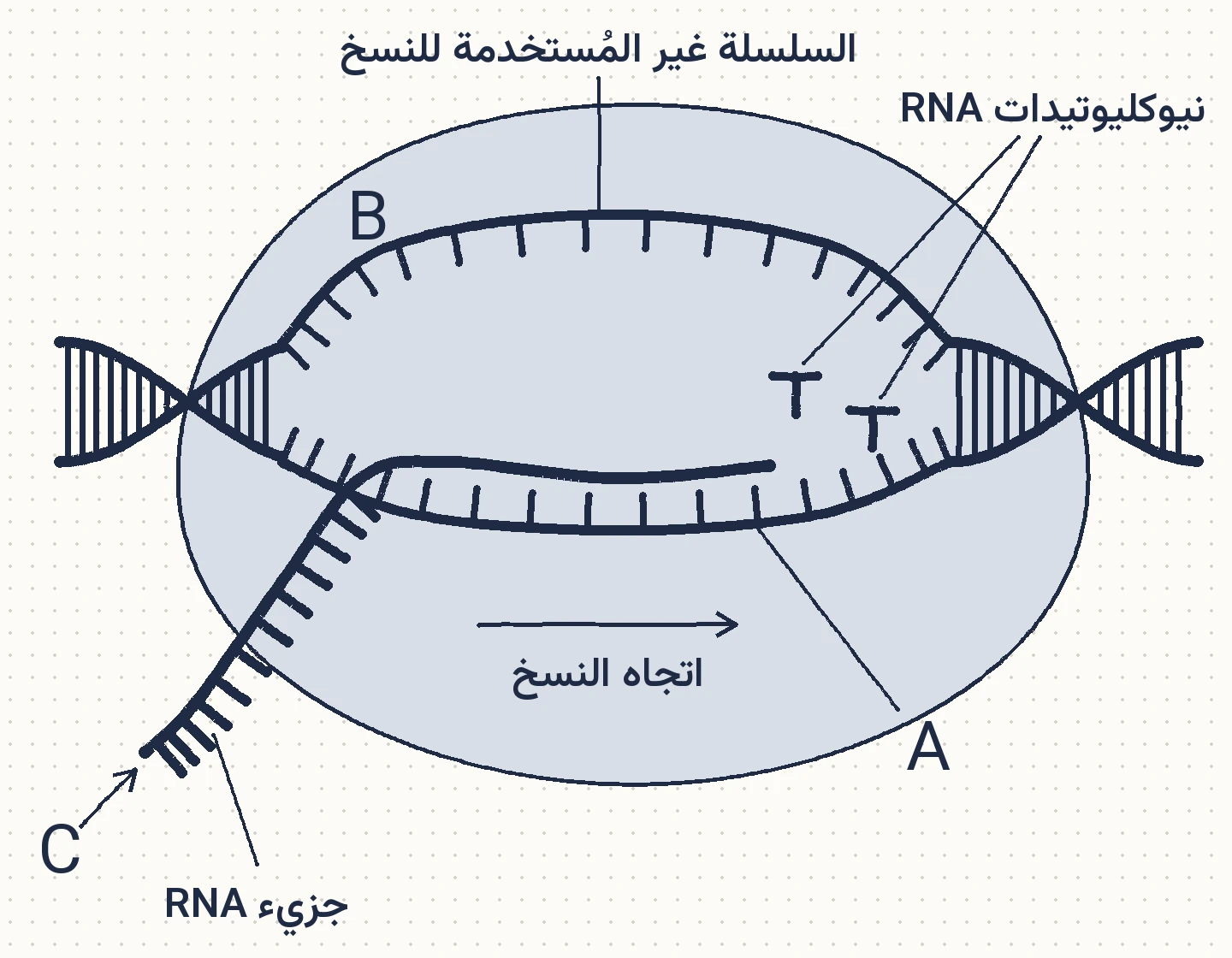 2025، الدورة العامة، السؤال 22