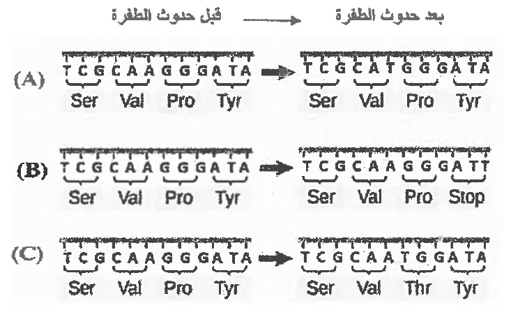 شكل السؤال ٣٦