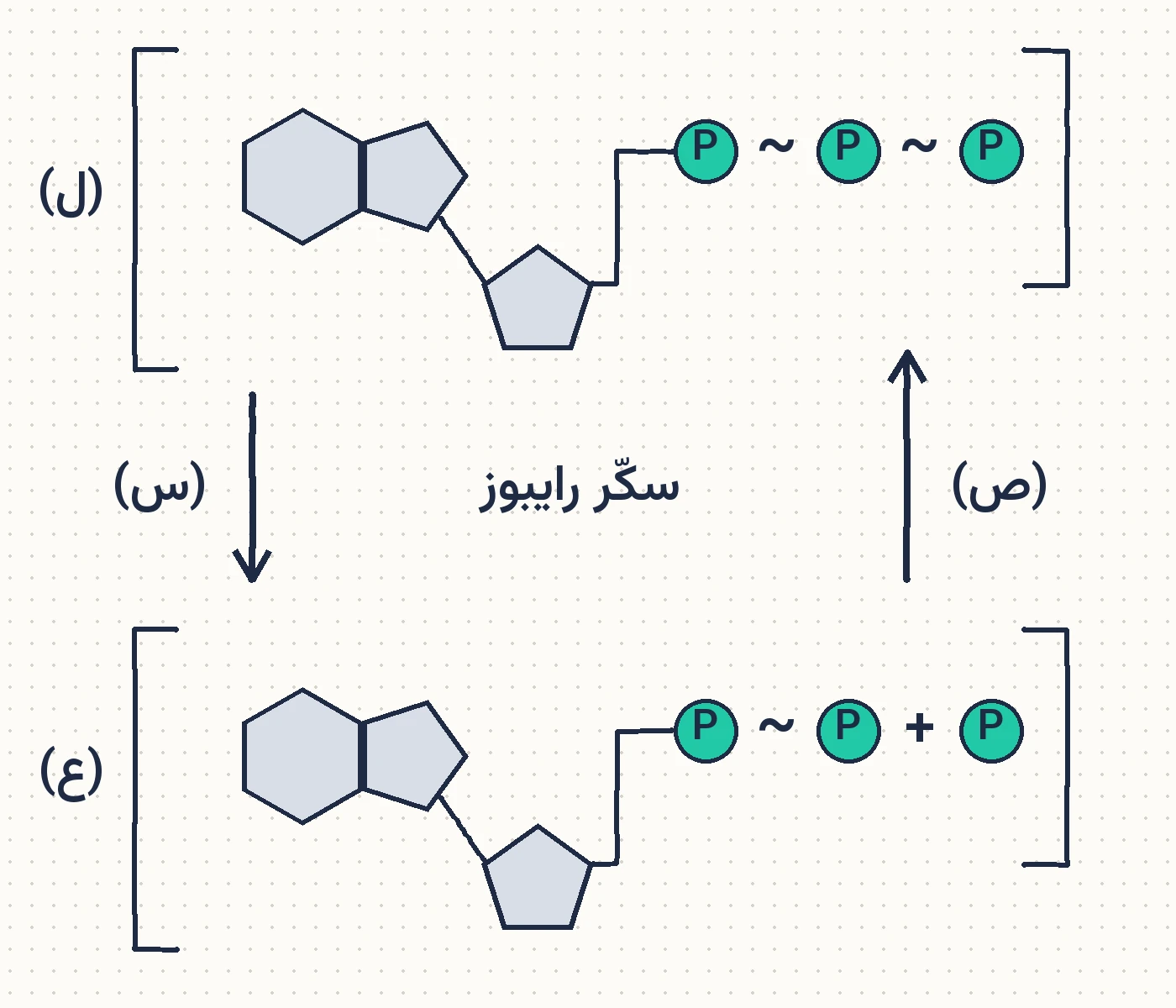 شكل السؤال ١٤