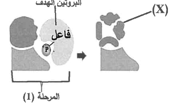 شكل السؤال ١٧