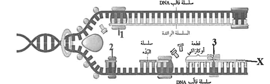 شكل السؤال ٢٧