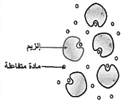 شكل السؤال ١٢
