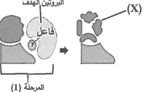 شكل السؤال ١٨