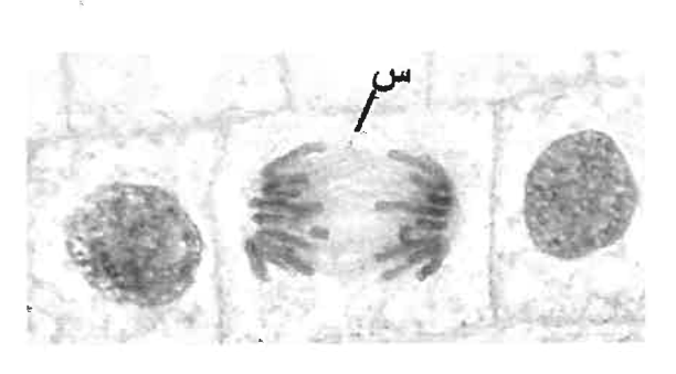 شكل السؤال ١١