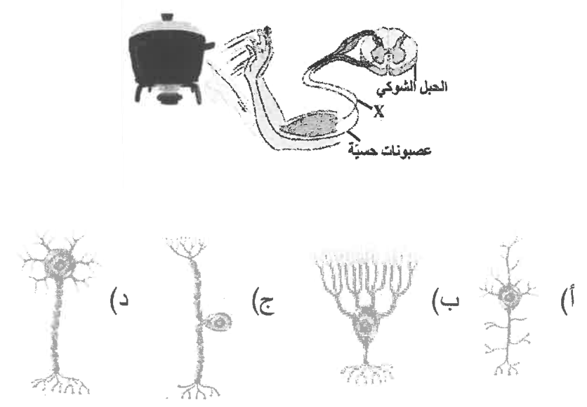 شكل السؤال ٢٨