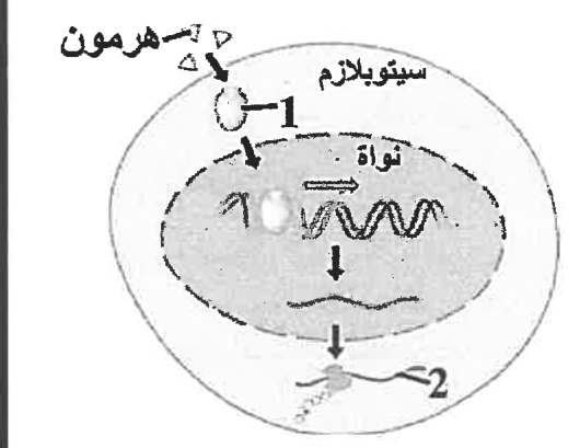 شكل السؤال ٣٣