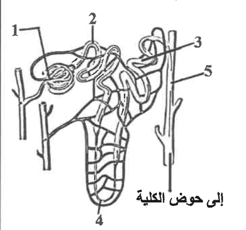 شكل السؤال ٤٢