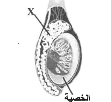 شكل السؤال ٤٧