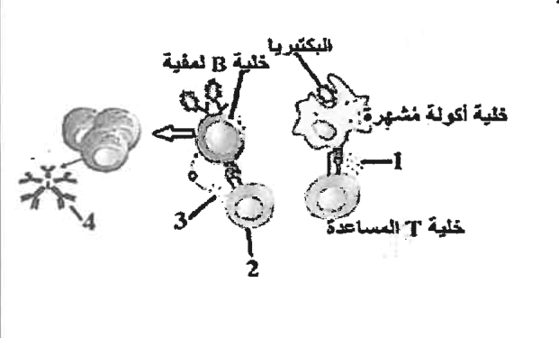 شكل السؤال ٥٠