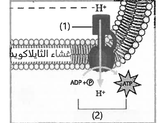 شكل السؤال ٧