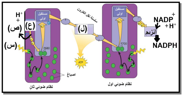 شكل السؤال ١