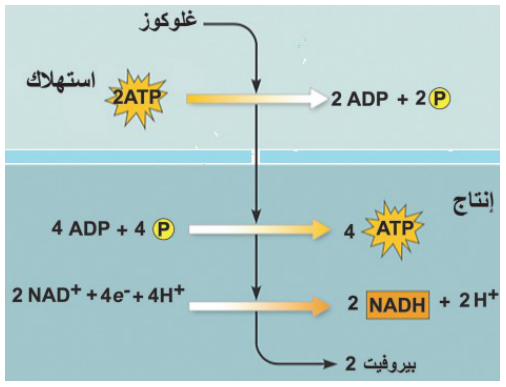 شكل السؤال ١
