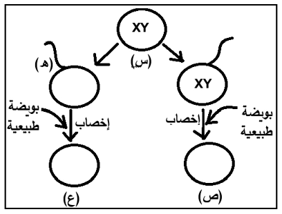 شكل السؤال ٢