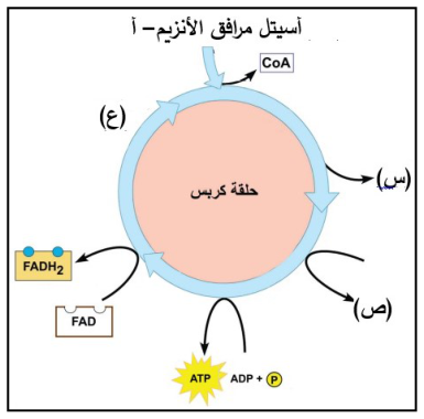 شكل السؤال ١