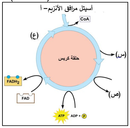 شكل السؤال ١
