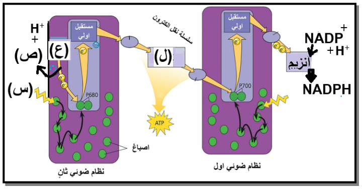 شكل السؤال ١