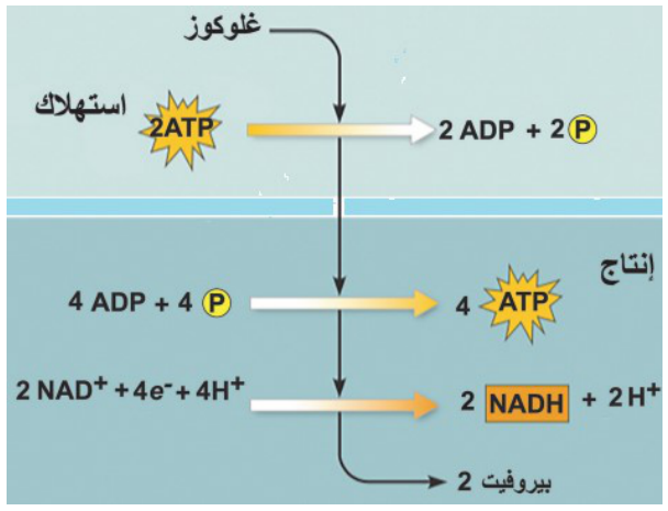 شكل السؤال ١