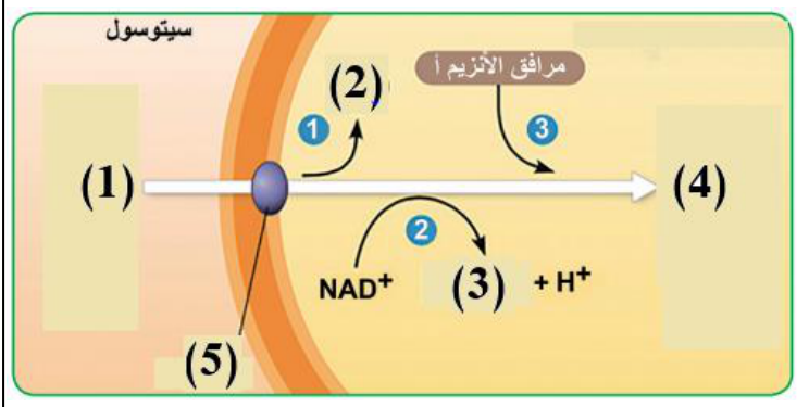 شكل السؤال ١