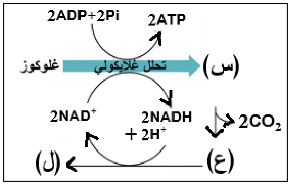 شكل السؤال ١
