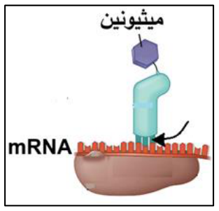 شكل السؤال ٤