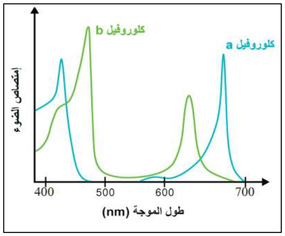 شكل السؤال ٣